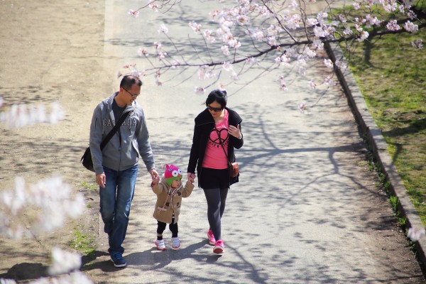 漫步櫻花樹下    2014.03.31 毛馬櫻之宮公園